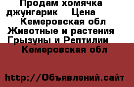 Продам хомячка “ джунгарик“ › Цена ­ 500 - Кемеровская обл. Животные и растения » Грызуны и Рептилии   . Кемеровская обл.